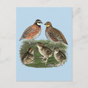 Carte Postale Famille de Colin de Virginie