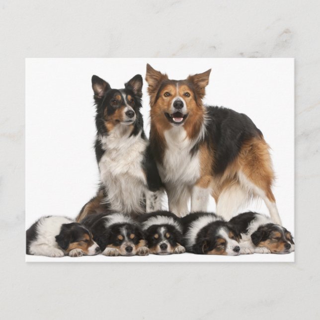 Carte Postale Famille de collie frontalière (Devant)