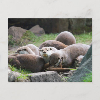 Carte postale famille de loutres