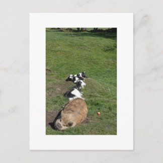 Carte Postale Famille de porc et de chèvre profitant du soleil