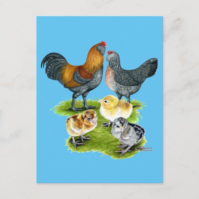 Carte Postale Famille de poules Ameraucana (Devant)