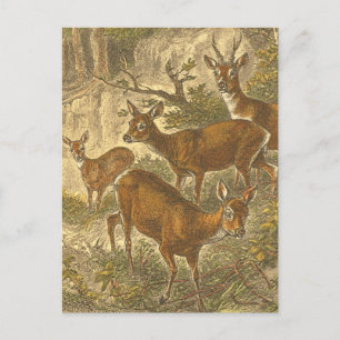 Carte Postale Famille de Roe - Cerfs dans une forêt
