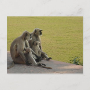 Carte Postale famille de singes 2