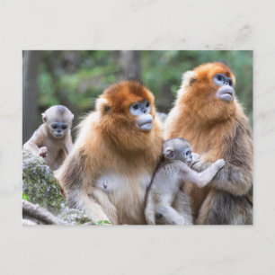 Carte Postale Famille de singes à nez retroussé dorés