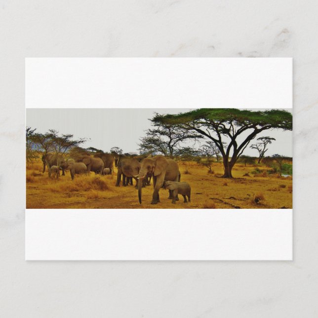 Carte Postale Famille des éléphants (Devant)