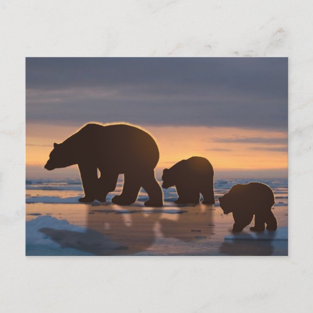 Carte Postale Famille d'ours polaires (Devant)