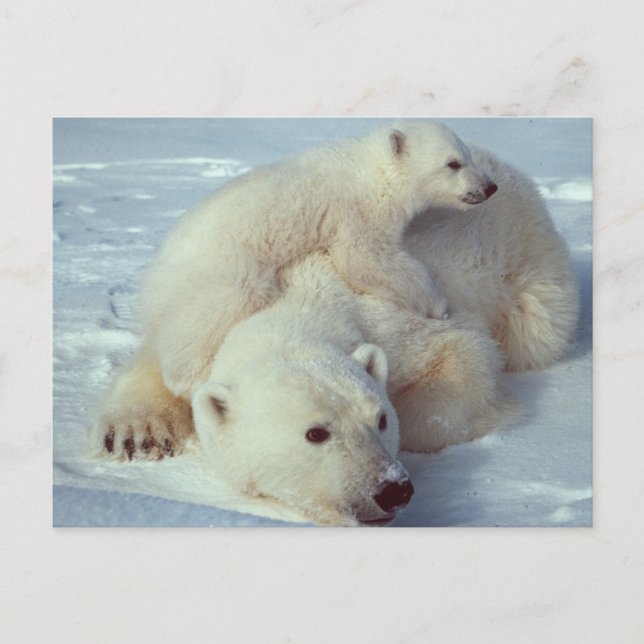 Carte Postale Famille d'ours polaires blancs (Devant)