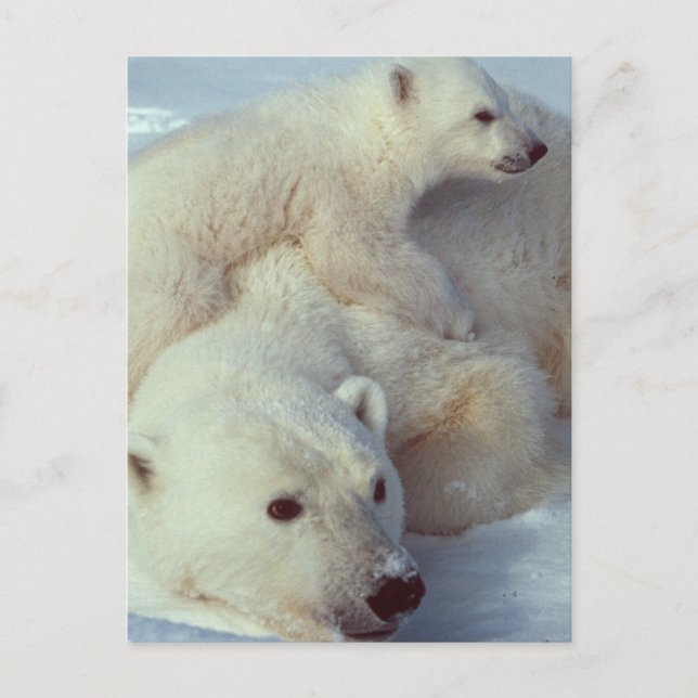 Carte Postale Famille d'ours polaires blancs (Devant)