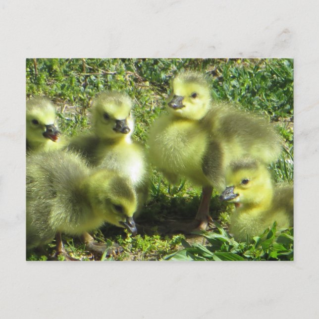 Carte Postale Famille Goose (Devant)