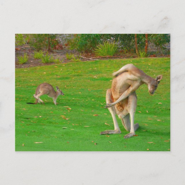 Carte Postale famille kangourou (Devant)