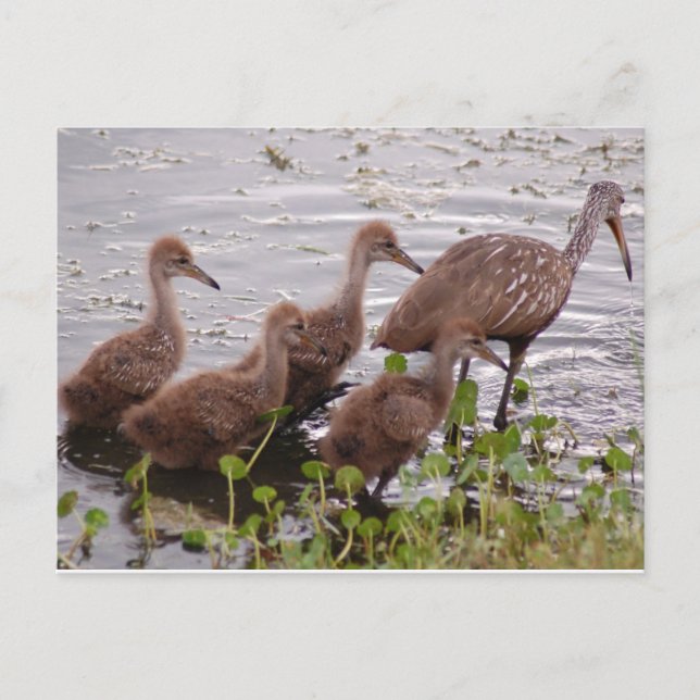Carte Postale Famille Limpkin (Devant)