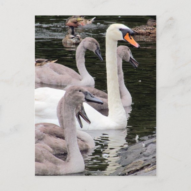 Carte Postale Famille Mute Swan (Devant)