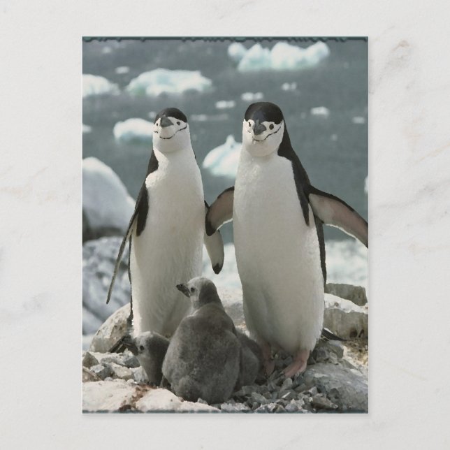 Carte Postale Famille Penguin (Devant)