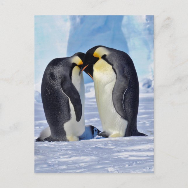 Carte Postale Famille Penguin Empereur (Devant)
