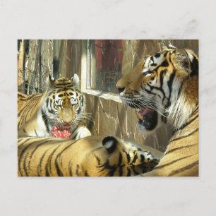 Carte Postale Famille qui mange des tigres dans la viande du zoo