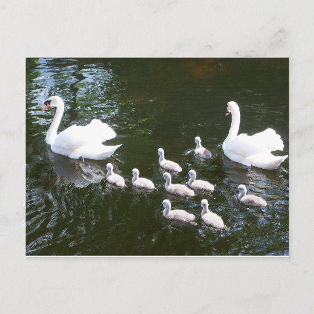 Carte Postale Famille Swan (Devant)