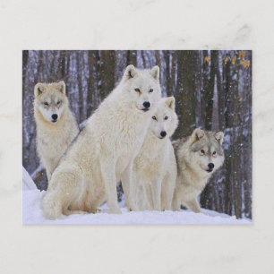 Carte Postale Famille Wolf