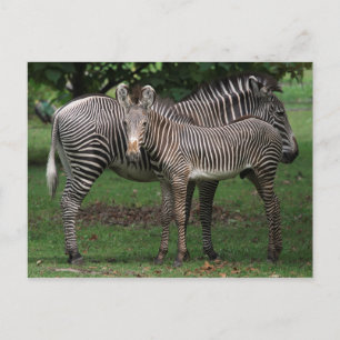Carte Postale Famille Zebra
