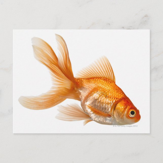 Carte Postale Fancy Goldfish (Devant)