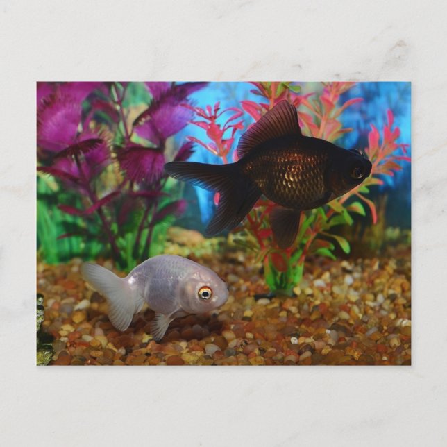 Carte Postale Fancy Goldfish Lionhead Black Moor (Devant)