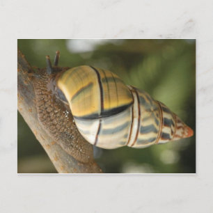 Carte postale Fancy Snail