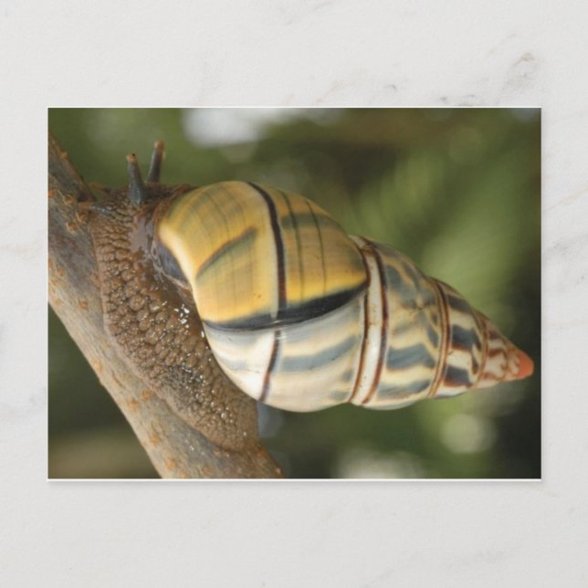 Carte postale Fancy Snail (Devant)