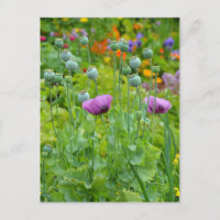 Carte postale Fancy violet popies