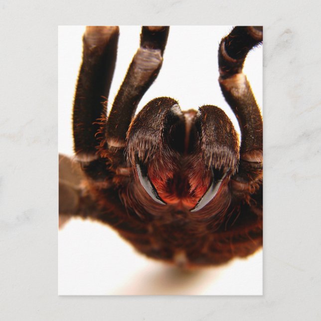 Carte Postale Fangs - Tarantula Art Image 2 (Devant)
