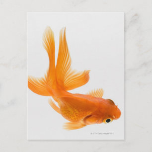 Carte Postale Fantail (Carassius auratus) 2