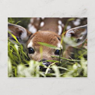 Carte postale - Faon