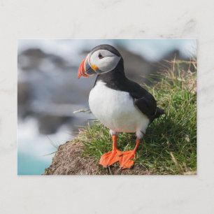 Carte Postale Farce de l'Atlantique dans le plumage de reproduct