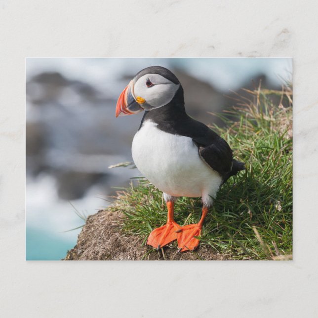 Carte Postale Farce de l'Atlantique dans le plumage de reproduct (Devant)