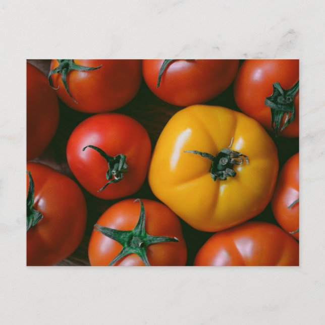 Carte Postale Farms | Shiny Red & Yellow Tomatoes (Devant)