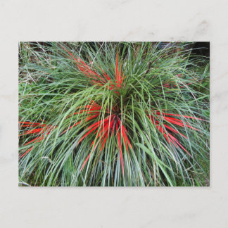 Carte Postale Fascicularia bicolor (Bromeliaceae), Chil Sud