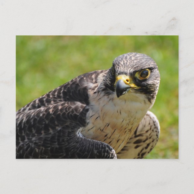 Carte Postale faucon (Devant)