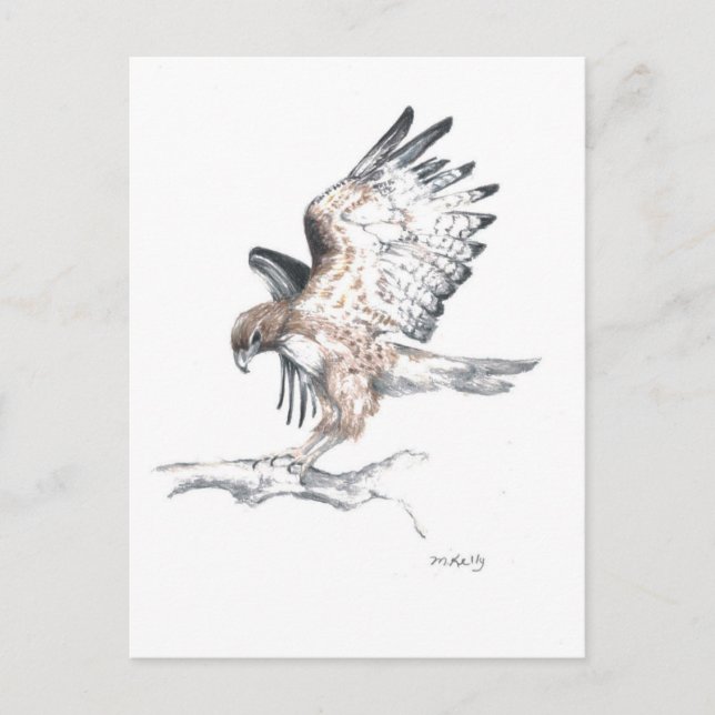Carte Postale Faucon (Devant)