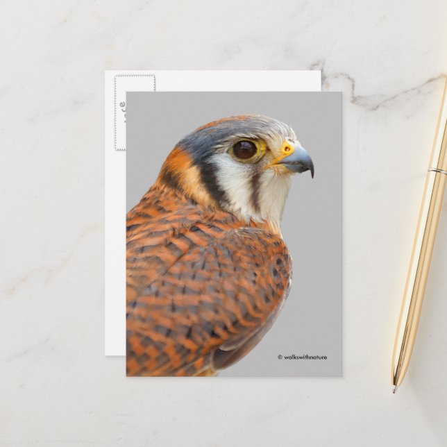 Carte Postale Faucon étonnant de Kestrel Sparrowhawk américain (Devant/Arrière en situation)