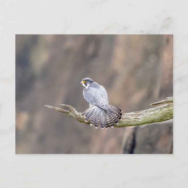 Carte Postale Faucon pèlerin au parc inter-États des Palisades (Devant)