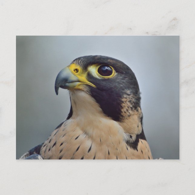 Carte Postale Faucon pèlerin majestueux (Devant)