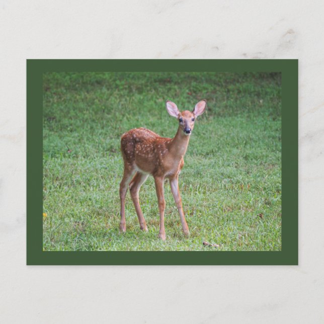 Carte Postale Faune (Devant)