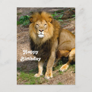 Carte Postale Faune Afrique Lion assis photo Anniversaire
