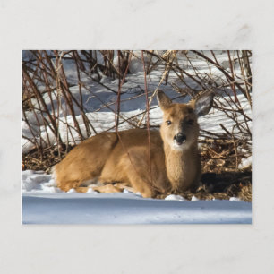 Carte Postale Faune allongée sur l'herbe