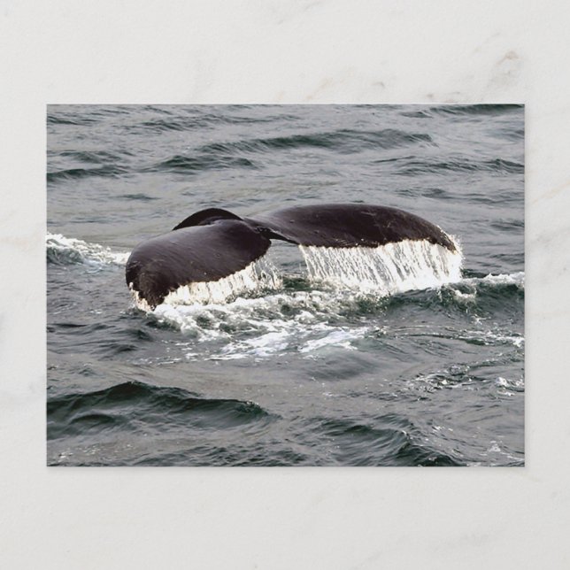 Carte Postale Faune Baleine Tail Alaska Photo (Devant)