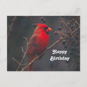 Carte Postale Faune Cardinal Rouge Photo Anniversaire