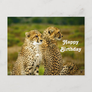 Carte Postale Faune Cheetah Photo Anniversaire