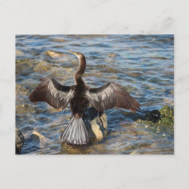 Carte Postale Faune de Floride - oiseaux (Devant)