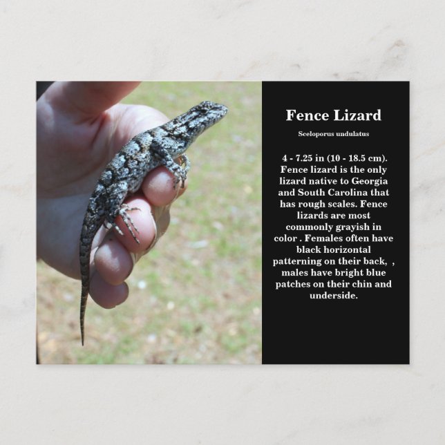 Carte Postale Faune De La Ceinture De L'Est Lizard Sc (Devant)