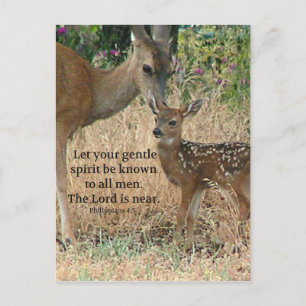 Carte Postale Faune Deer Nature Faune Créationarts chrétiens