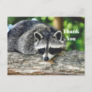 Carte Postale Faune Raton laveur Journal Mammifère Photo Merci