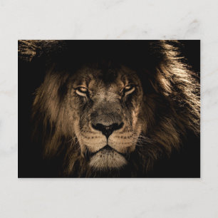 Carte Postale Faune sauvage de Lion d'Afrique noire